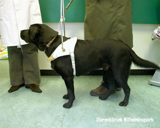 Foto van voor het begin van Shadow aan de afvalrace van hill's en Dierenkliniek Wilhelminapark Utrecht